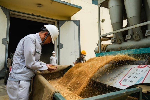 中岩投资 河北夏粮收购工作高效推进