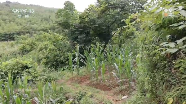 金砖财富 焦点访谈丨如何端稳中国饭碗 构建田美、粮安、村兴的和美景象？